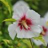 Fotografia 6 da espécie Hibiscus syriacus do Jardim Botânico UTAD