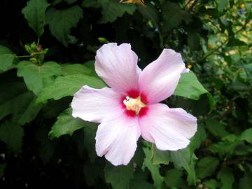 Fotografia da espécie Hibiscus syriacus