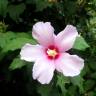 Fotografia 7 da espécie Hibiscus syriacus do Jardim Botânico UTAD