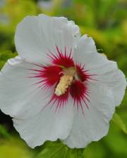 Fotografia da espécie Hibiscus syriacus