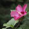 Fotografia 9 da espécie Hibiscus syriacus do Jardim Botânico UTAD