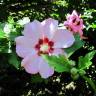 Fotografia 13 da espécie Hibiscus syriacus do Jardim Botânico UTAD