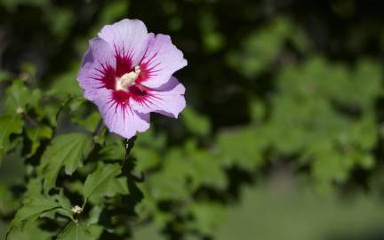 Fotografia da espécie Hibiscus syriacus