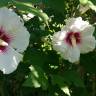 Fotografia 17 da espécie Hibiscus syriacus do Jardim Botânico UTAD