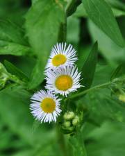 Fotografia da espécie Erigeron annuus