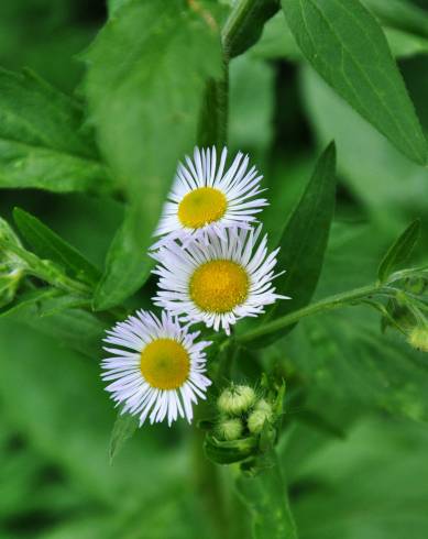 Fotografia de capa Erigeron annuus subesp. annuus - do Jardim Botânico