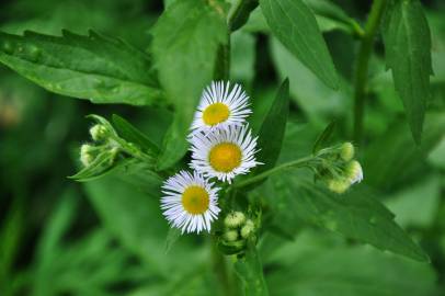 Fotografia da espécie Erigeron annuus subesp. annuus