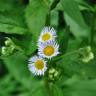 Fotografia 1 da espécie Erigeron annuus subesp. annuus do Jardim Botânico UTAD