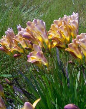 Fotografia 6 da espécie Freesia refracta no Jardim Botânico UTAD