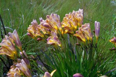 Fotografia da espécie Freesia refracta