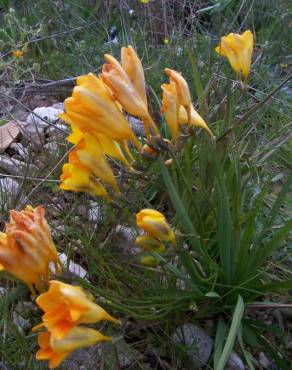 Fotografia 7 da espécie Freesia refracta no Jardim Botânico UTAD