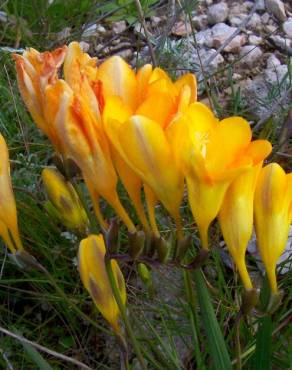 Fotografia 9 da espécie Freesia refracta no Jardim Botânico UTAD