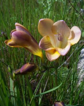 Fotografia 10 da espécie Freesia refracta no Jardim Botânico UTAD