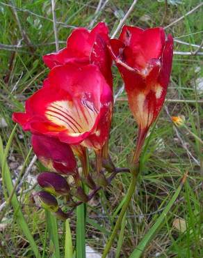 Fotografia 13 da espécie Freesia refracta no Jardim Botânico UTAD