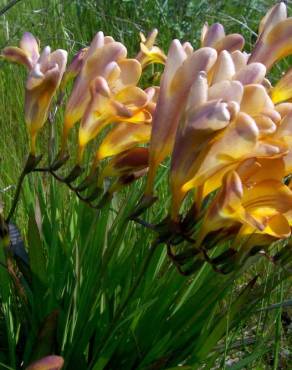 Fotografia 1 da espécie Freesia refracta no Jardim Botânico UTAD