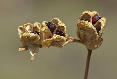 Fotografia da espécie Freesia refracta