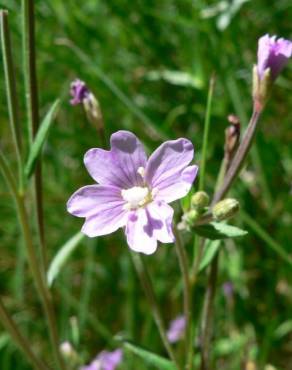 Fotografia 9 da espécie Epilobium palustre no Jardim Botânico UTAD