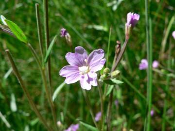 Fotografia da espécie Epilobium palustre