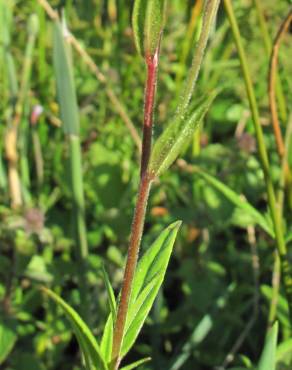 Fotografia 10 da espécie Epilobium palustre no Jardim Botânico UTAD