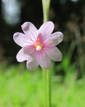 Fotografia 12 da espécie Epilobium palustre no Jardim Botânico UTAD