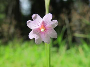 Fotografia da espécie Epilobium palustre