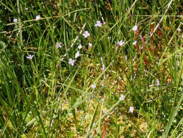 Fotografia da espécie Epilobium palustre