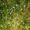 Fotografia 14 da espécie Epilobium palustre do Jardim Botânico UTAD