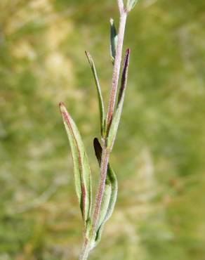 Fotografia 15 da espécie Epilobium palustre no Jardim Botânico UTAD