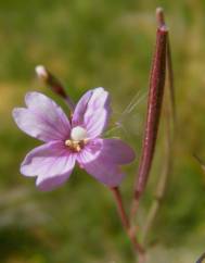 Epilobium palustre