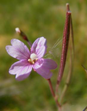 Fotografia 1 da espécie Epilobium palustre no Jardim Botânico UTAD