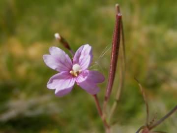 Fotografia da espécie Epilobium palustre