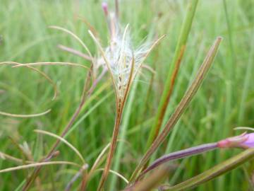 Fotografia da espécie Epilobium palustre