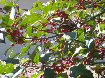 Fotografia da espécie Ilex opaca