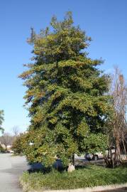 Fotografia da espécie Ilex opaca