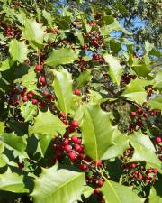 Fotografia da espécie Ilex opaca