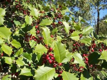 Fotografia da espécie Ilex opaca