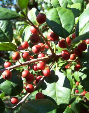 Fotografia 7 da espécie Ilex opaca no Jardim Botânico UTAD