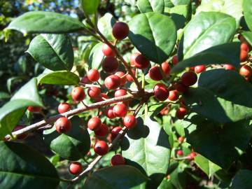 Fotografia da espécie Ilex opaca