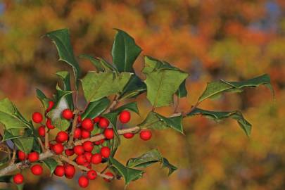 Fotografia da espécie Ilex opaca