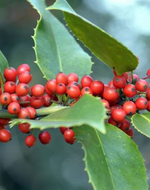 Fotografia 10 da espécie Ilex opaca no Jardim Botânico UTAD