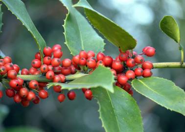 Fotografia da espécie Ilex opaca