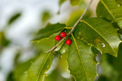 Fotografia da espécie Ilex opaca
