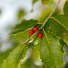 Fotografia 11 da espécie Ilex opaca do Jardim Botânico UTAD