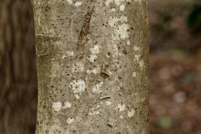 Fotografia da espécie Ilex opaca