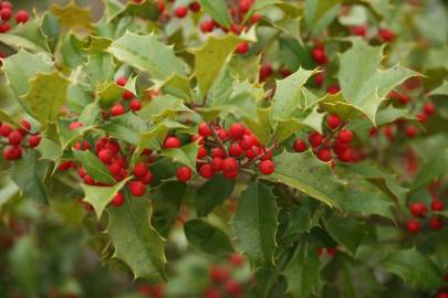 Fotografia da espécie Ilex opaca