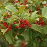 Fotografia 14 da espécie Ilex opaca do Jardim Botânico UTAD