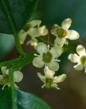 Fotografia 15 da espécie Ilex opaca no Jardim Botânico UTAD