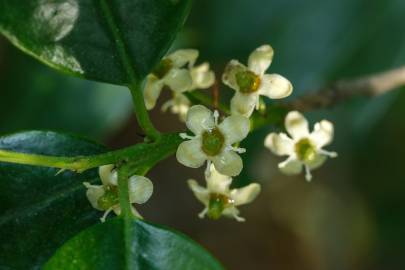 Fotografia da espécie Ilex opaca