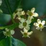 Fotografia 15 da espécie Ilex opaca do Jardim Botânico UTAD