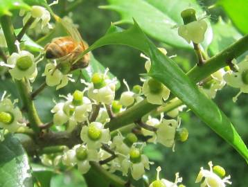 Fotografia da espécie Ilex opaca